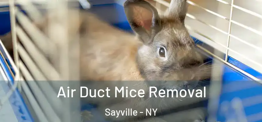  Air Duct Mice Removal Sayville - NY